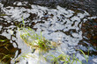 © Tosh Lubek - River with white foam caused by pollution or sewage runoff into water with grass at edge of stream