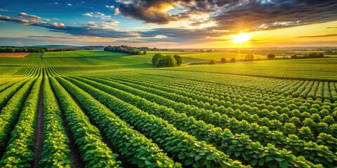 Wall Mural - Lush Green Soybean Fields in Bloom During Springtime on a Vibrant Farm Landscape in Rural Area