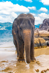 Elephants walk along the seashore. A beautiful elephant against a seascape in Thailand. The elephants look to the side and raise their trunk.