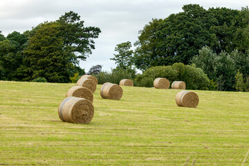 Round hay bales in green field with trees in background and a cloudy sky