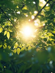 Wall Mural - sunlight peeking through trees