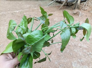 Young melinjo leaves, young melinjo leaves for cooking, cooking for rural people