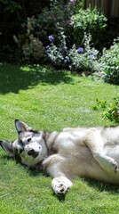 Poster - A relaxed dog lying on its back in a sunny garden.