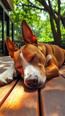 Canvas Print - A peaceful dog sleeping on a wooden deck surrounded by greenery.