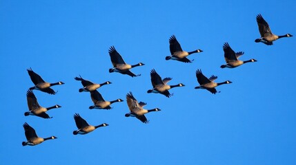 Wall Mural - A flock of geese flying in a V formation against a clear blue sky.