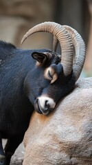 Sticker - A resting goat with impressive curved horns leans against a rock.