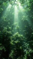 Sticker - Sunbeams Through Lush Green Forest Canopy