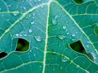 A close-up of a papaya leaf reveals its intricate lobed structure, each vein radiating outward like nature’s own design. Resting on the rich green surface are glistening dewdrops.