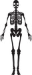 © Yakub Dhali - human skeleton silhouettes front and side view isolated on transparent