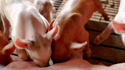 Wall Mural - piglets suckling a sow farm, Small piglet drinking milk from breast pig in the farm