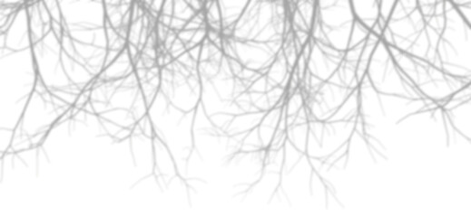 Wall Mural - soft shadow shade die trees cutout transparent backgrounds 3d render png