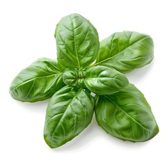 Canvas Print - Lush Green Basil Leaves Clustered on White Background with Copy Space