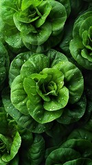 Canvas Print - Close-Up of Dewy Green Leaves: A Natural Masterpiece