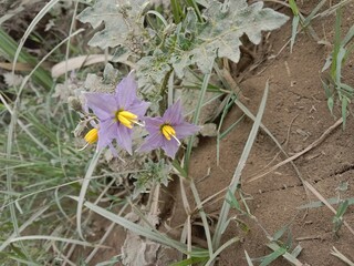 solanum virginianum flower or yellow-fruit nightshade flower or yellow-berried nightshade flower 