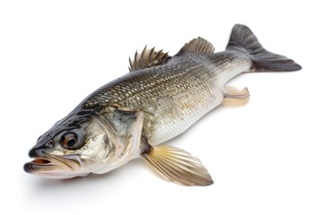 Poster - A fish lying on a white background