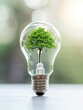 © Anna - A tree grows inside a clear light bulb on a sunny day. Concepts of sustainability and innovation.