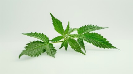 Poster - A single green leaf placed on a white surface