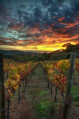 Poster - A beautiful sunset scene over a vineyard with lush vines in the foreground