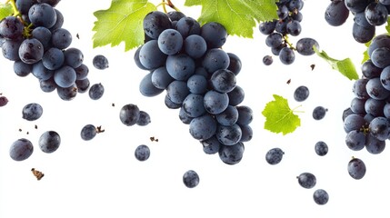 Wall Mural - Bunch of grapes on vine