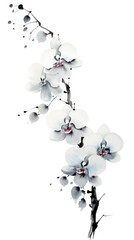 Poster - Blossom flower orchid plant.