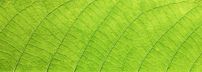 Green leaf macro background. Beautiful nature background. Leaf texture close-up. Environment and ecology concept. Banner.