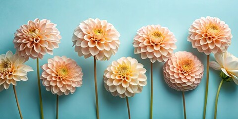 Elegant and minimalist floral art with delicate dahlias on a blue background