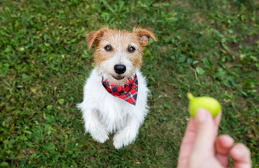 Hand giving a fig to a cute smiling begging dog in the grass. Pet eating, feeding with healthy fruit.