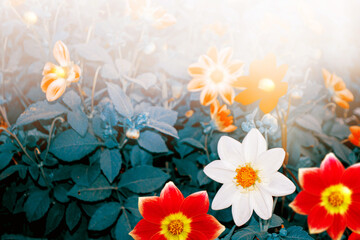 Wall Mural - colorful dahlia flowers on a background of the autumn landscape