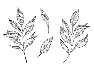 vector set with branches and tea leaves. hand drawn graphics, tea leaves. design and decoration of h