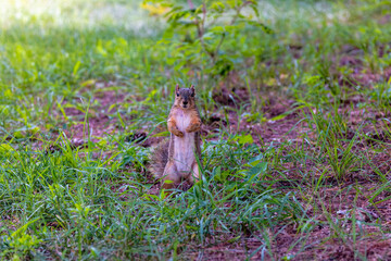 Wall Mural - the fox squirrel (sciurus niger), also known as the eastern fox squirrel or bryant's fox squirrel.