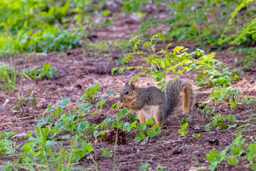 Wall Mural - the fox squirrel (sciurus niger), also known as the eastern fox squirrel or bryant's fox squirrel.