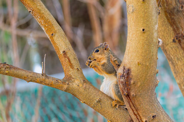 Wall Mural - the fox squirrel (sciurus niger), also known as the eastern fox squirrel or bryant's fox squirrel.