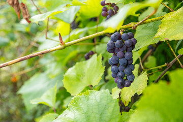 Close up of ripe purple grapes hanging on the vine in a vineyard at sunset, ready for harvest. The warm light of the setting sun illuminates the grapes, creating a beautiful and inviting scene