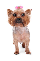 Poster - Cute Yorkshire Terrier dog isolated on white