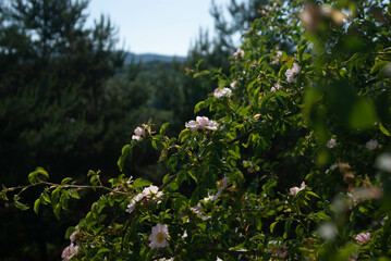 Flowers in Glade