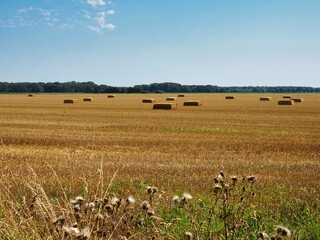 Getreidefeld mit Stroh im Sommer am Niederrhein