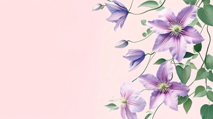 Wall Mural - Pink floral background with delicate clematis blossoms and green leaves.