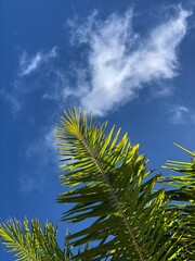 Palm tree against blue sky