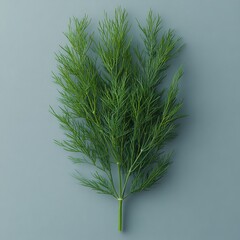 Wall Mural - Fresh Dill Sprig on a Blue Background