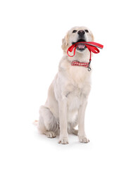 Wall Mural - Adorable Golden Retriever dog holding leash in mouth on white background. Time for walk