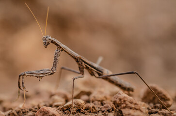 praying mantis on the rock