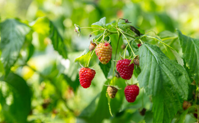 Wall Mural - Raspberry bush. Nature background. Summer. Raspberry berries. Organic product. Prevention of viral disease. Vitamins. Diet. Healthy eating.