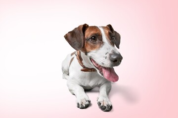 Canvas Print - happy smart dog posing on background