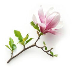 Poster - Magnolia flower blossom petal plant.