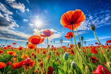 Wall Mural - Vibrant Poppy Flowers Blooming in a Sunny Field with a Clear Blue Sky in the Background