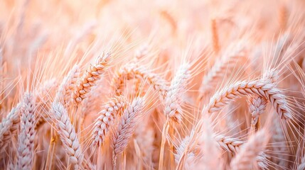 Sticker -   A close-up of wheat ready for picking from the field