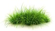 © Exotic Escape - Detailed Illustration of Green Grass Rectangle on Clean Background