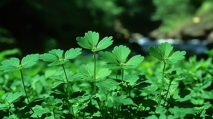 Canvas Print - Close Up of Lush Green Leaves in Nature