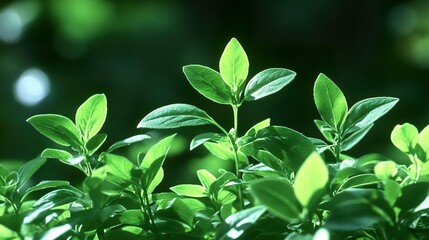 Canvas Print - Vibrant Green Leaves: Nature's Beauty