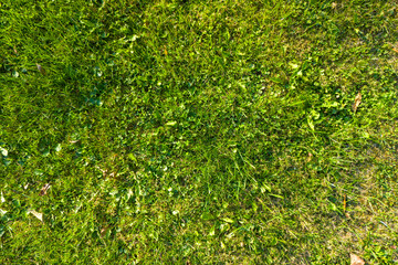 Close-up of vibrant green grass with varied textures creating a natural and lively landscape. Ideal for nature-themed projects.